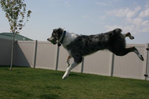 Al White’s Dog Training LLC