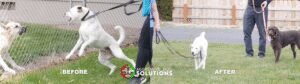 Aggressive Dog Solutions