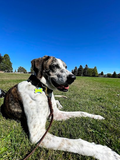 Canine Training Services