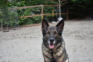 TMS K-9 Connections