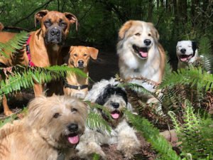 Dog Trots