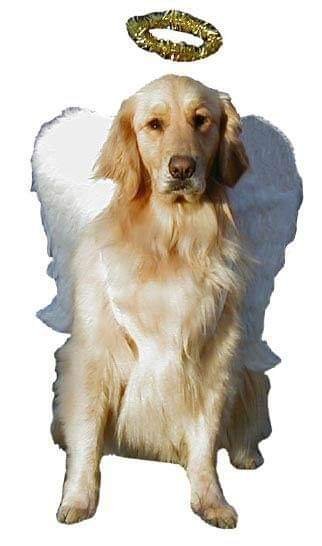 Heavenly dog obedience