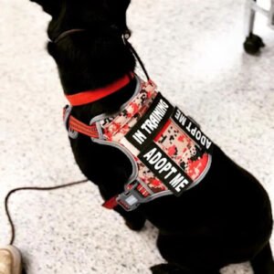 Ruff World Training