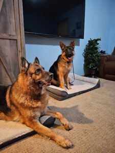 Audax K9 Academy