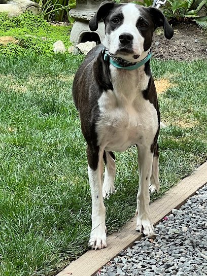 Ohana Dog Training LLC.
