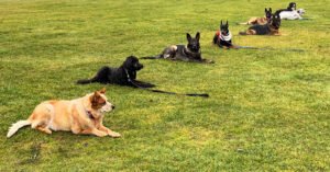 Emerald Meadows Canine Training