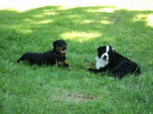 All Ways Dog Training LLC