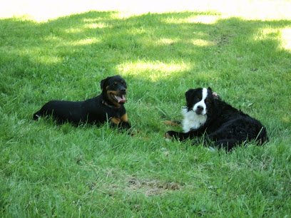 All Ways Dog Training LLC