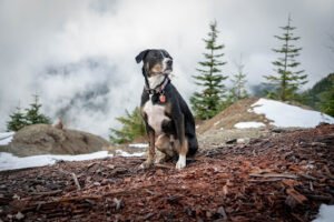BULLetproof Balanced K9 LLC