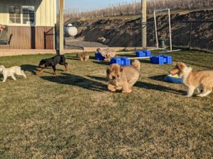Crossroads School of Dog Training