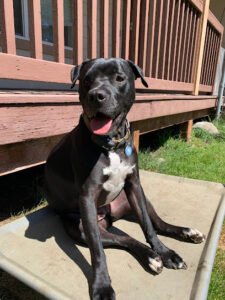 BOMBSHELL K9 Training & Boarding