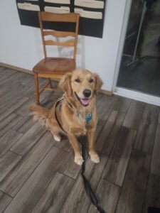Pet Coach to the Rescue