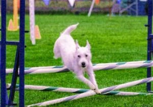 The Lucky Dog Training Center