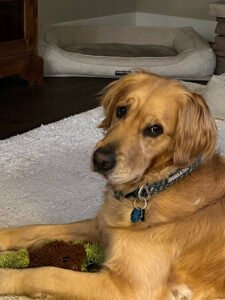 Seattle Agility Center