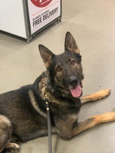 Pawsitive Canine Academy
