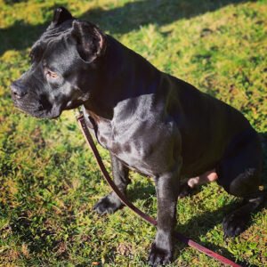 Garrett Stevens’ Alpha and Omega Dog Training