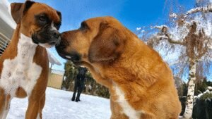 Two Tails Dog Training