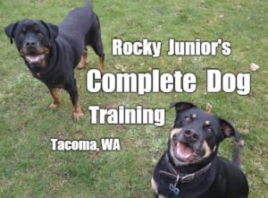 Rocky Junior’s Dog Training Service