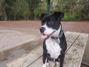 RockStar Dogs Training and Behavior