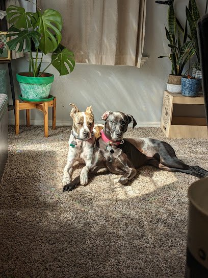 Embarking Dogs