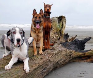 One Command K9