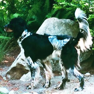 Canine Transformations Learning