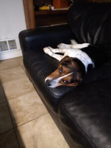 A Better Pet Dog Training