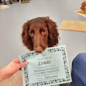 C J’s Dog Training