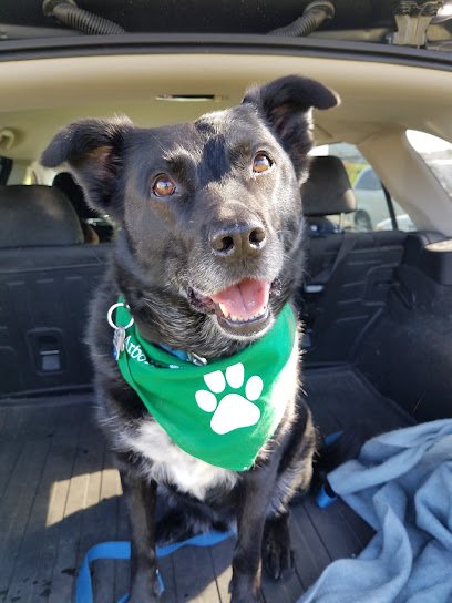 Canine Connections Rescue and Pet Therapy