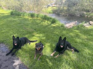 Forte K9 Academy