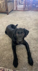 On Command Canine Services (Dog Training)