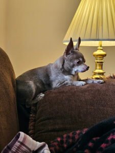 PetSmart Dog Training