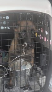 Malinois vom Roten Sturm