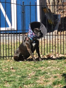 Puppy Love Dog Training, LLC.