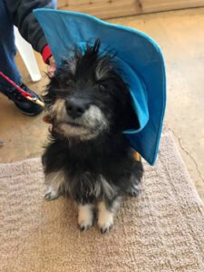 Local Dog Training & Adventure