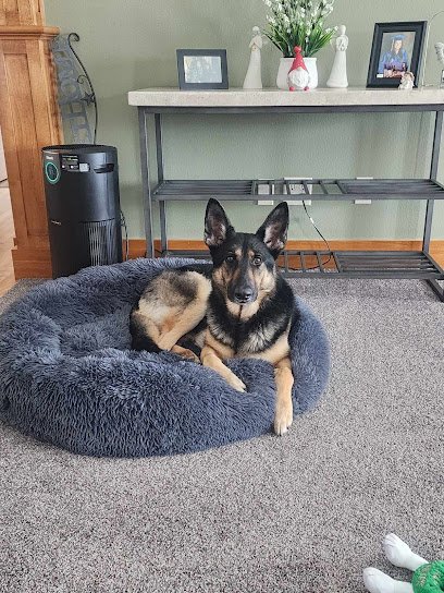Pams Pawsitive Training LLC