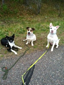 Northwoods Canine Connection, LLC