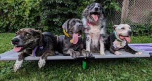 Dog Trainer – Jacob G Boushon LLC