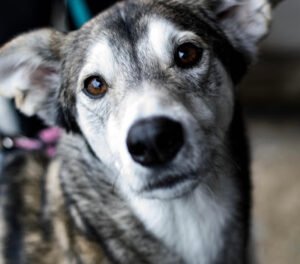 Canine Communications