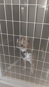 Lester’s Kennels
