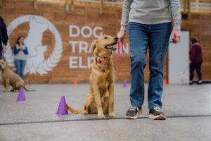 Dog Training Elite Northeast Wisconsin