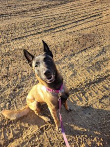 A Very Gem K9