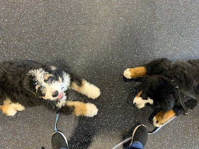 Lessons That Last Dog Training LLC