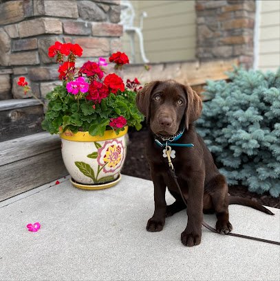 PhD Canine