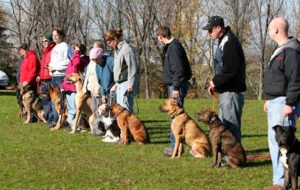 Red Star Kennel