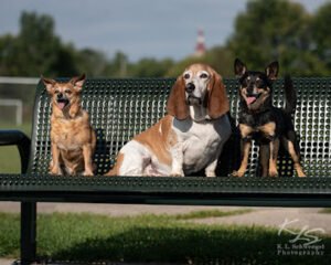 Go Over Rover Dog Training LLC