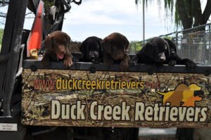 Duck Creek Retrievers, L.L.C.