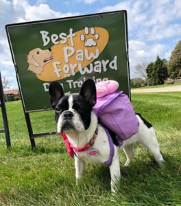 Best Paw Forward