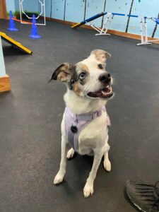 DoggieLand Play Park