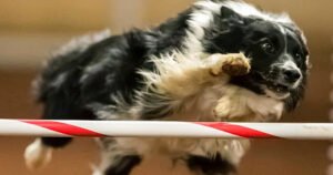 Canine Sports Zone